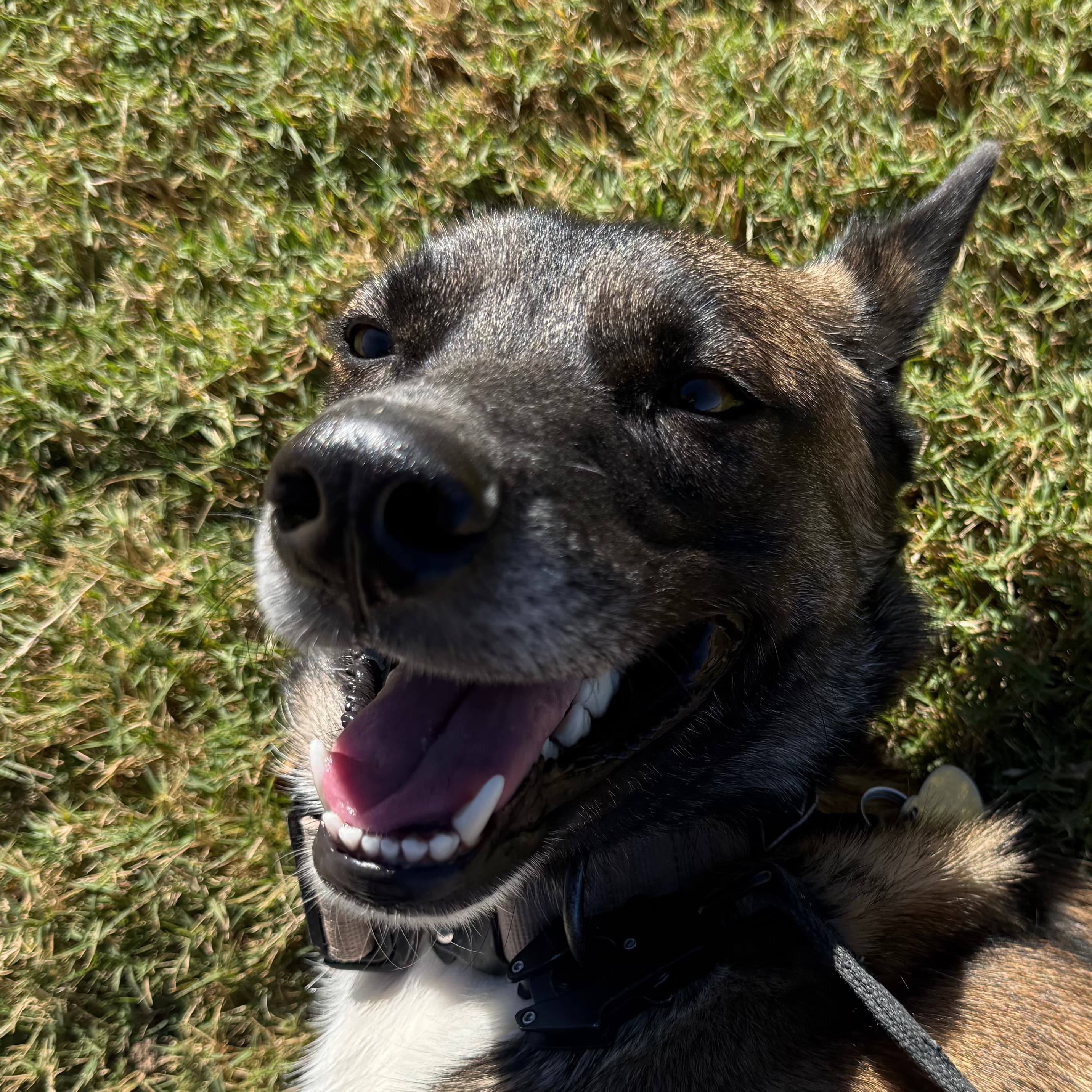 My dog